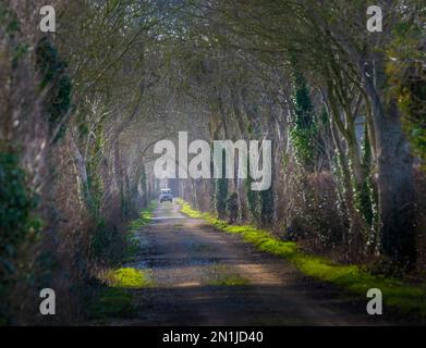 Nocton, Lincolnshire – Looking down an avenue of trees with mist rising on a winter evening at sunset with a Land Rover Defender approaching Stock Photo