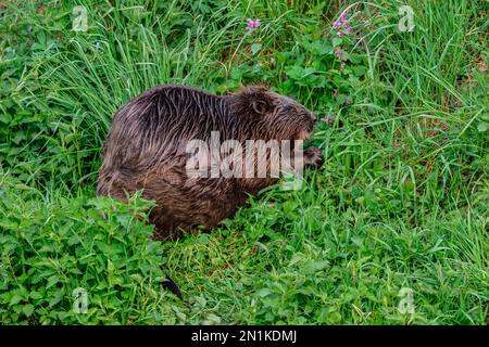 Eurasian beaver Castor fiber at dusk. Looking for food in the tall grass. On the riverside. Side view, closeup.  Trencin, Slovakia. Stock Photo