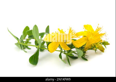St. John's wort flowers  isolated  on white background Stock Photo