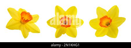 Yellow  Daffodils flowers isolated on white background Stock Photo