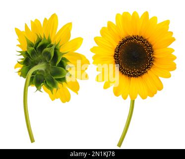 Sunflower isolated on white background Stock Photo