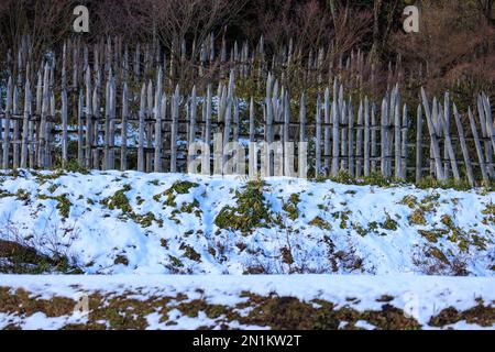 Sharpened wooden stakes form defensive perimeter on snowy hillside Stock Photo