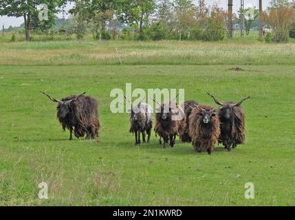 Racka sheep, small group of ancient and endangered breed  Hungary         May Stock Photo