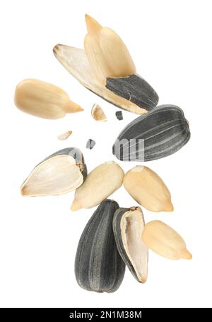 Sunflower seeds with hull flying on white background Stock Photo