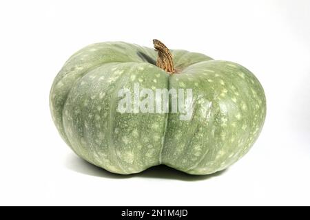 Ugly ripe green pumpkin on a white background. Organic waste of overripe fruits. Ugly food, fruits. Copy space Stock Photo