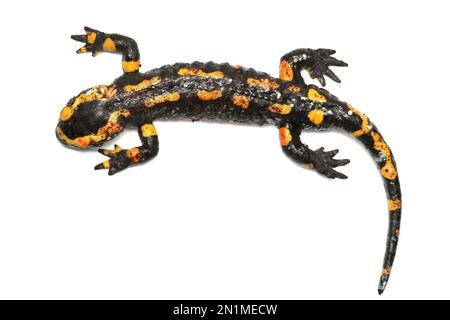 Dead Fire salamander (Salamandra salamandra) infected with Chytrid Fungus Bsal (Batrachochytrium salamandrivorans), Ruhr-District, Germany Stock Photo