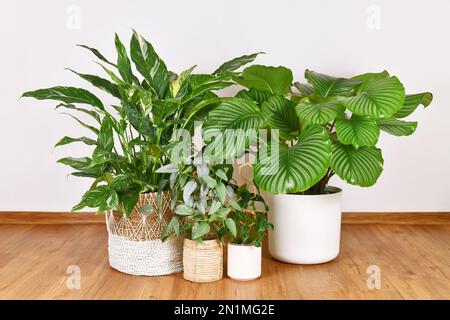 Different tropical large houseplants in flower pots on floor Stock Photo