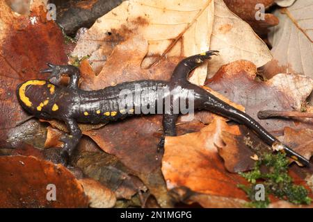 Dead Fire salamander (Salamandra salamandra) infected with Chytrid Fungus Bsal (Batrachochytrium salamandrivorans), Ruhr-District, Germany Stock Photo