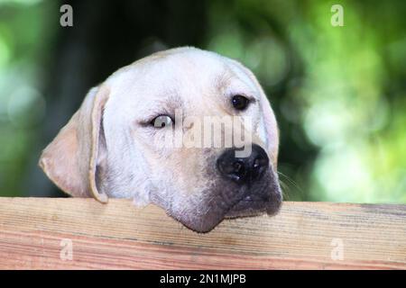 head of a large white dog (looking sad with head resting on a piece of wood) with floppy ears isolated on a natural background Stock Photo