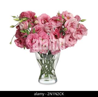 Beautiful pink Eustoma flowers in vase isolated on white Stock Photo