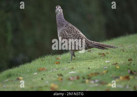 Female Common Pheasant (Phasianus colchicus) in Left-Profile with One Leg Raised and Head Turned to Camera on Grass in Autumn in Mid-Wales, UK Stock Photo