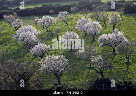 View of a small group of almond trees with flowers Stock Photo
