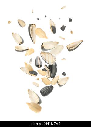 Sunflower seeds with hull flying on white background Stock Photo