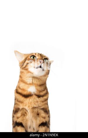 Funny cat face on a white background. Angry or upset pet face Stock Photo