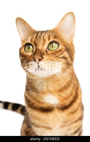 Studio shooting of Bengal cats, white background, portrait. Stock Photo
