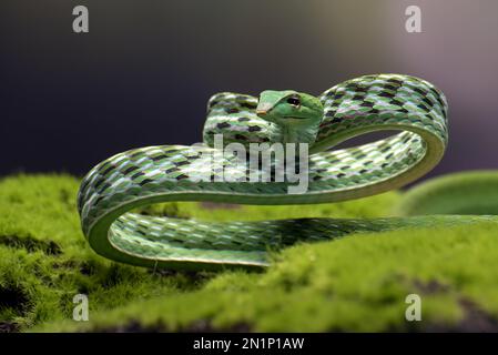 Green vine snake in attack position Stock Photo