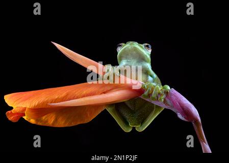 Malayan tree frog on red flower Stock Photo