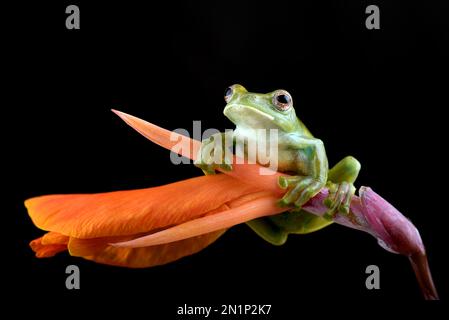 Malayan tree frog on red flower Stock Photo