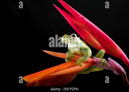 Malayan tree frog on red flower Stock Photo