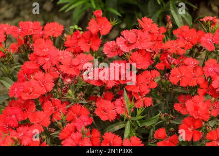 Red dianthus flower closeup background Stock Photo