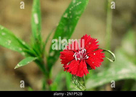 The flowers of Dianthus barbatus 'Sooty' Stock Photo