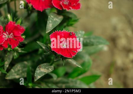 Selective focus on red dianthus flower in a botanical garden Stock Photo