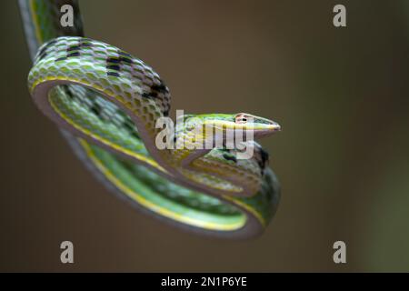Green vine snake in attack position Stock Photo