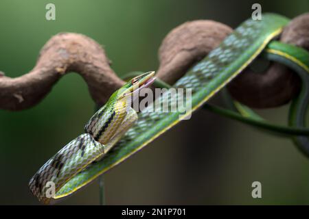 Green vine snake in attack position Stock Photo