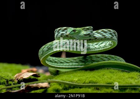 Green vine snake in attack position Stock Photo