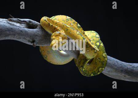 Juvenile Green tree phyton in black background Stock Photo