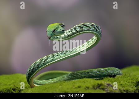 Green vine snake in attack position Stock Photo