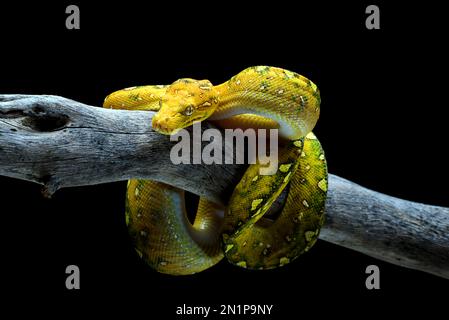 Juvenile Green tree phyton in black background Stock Photo