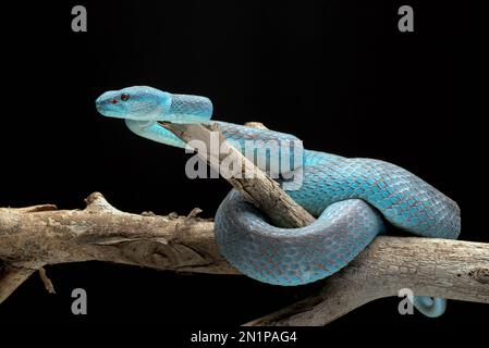 Blue pit viper in dark background Stock Photo