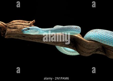 Blue pit viper in dark background Stock Photo