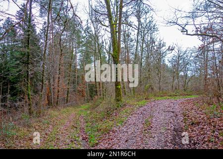Trail in the forest in the Ardennes, Belgium Stock Photo