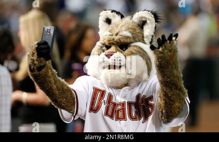 D. Baxter the Bobcat - MLB Diamondbacks 