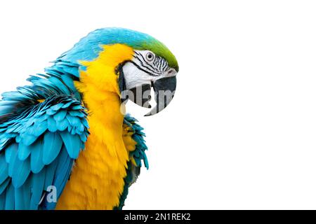 Blue-and-yellow macaw isolated on white background (Ara ararauna) Stock Photo