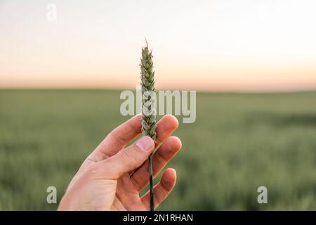 Young green unripe wheat sprout in the hands of a farmer. Wheat seedling on the hand. Farmer checking his crops on an agricultural field. Ripening Stock Photo