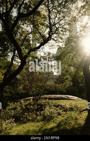 green trees in sunshine in urban park of New York City,stock image Stock Photo