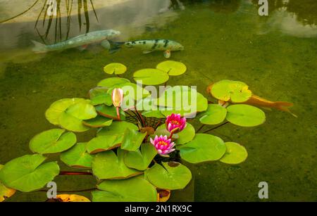 Beautiful blooms of a water lily in a garden pool with large koi swimming around. Stock Photo