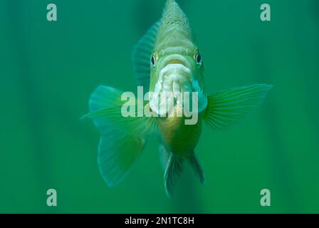 Frontal close-up view of a hovering inquisitive bluegill with fins outward Stock Photo