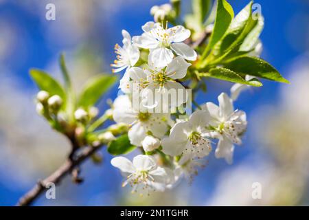 White spring blooming blossoms , white apple flowers blooming in the spring sunlight Stock Photo