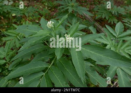 Sambucus ebulus shrub in bloom Stock Photo