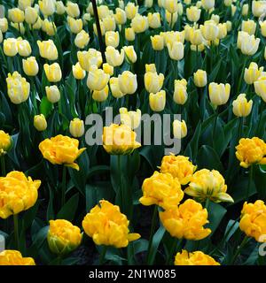 Two types of yellow tulips: a shorter peony tulip and a tall white-yellow striped one Stock Photo