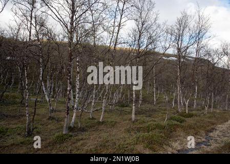 Øvre Dividal National Park in Dividalen in Målselv municipality in Troms Province in Norway is well known for its birch primary forests. Stock Photo