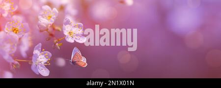 Panoramic design of flowering cherry branches on a spring garden background with copy space: spring time concept Stock Photo