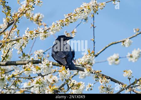 Carrion crow (Corvus corone) perched in flowering apple tree in orchard Stock Photo
