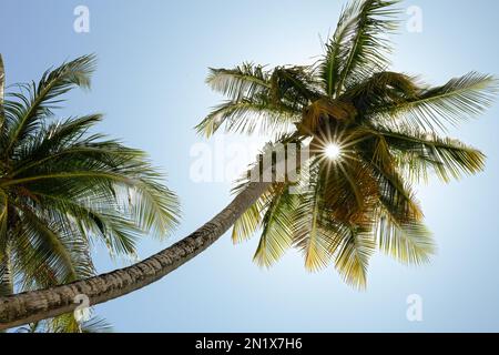 The bright sun rays shining through the palm leaves. Blue sky. Tropical island. Stock Photo