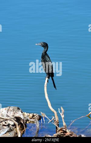 Little cormorant, Microcarbo niger, fekete törpekormorán, Srí Lanka, Asia Stock Photo