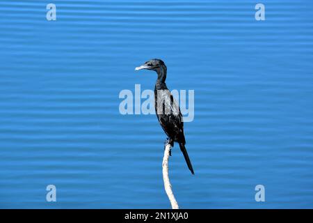 Little cormorant, Microcarbo niger, fekete törpekormorán, Srí Lanka, Asia Stock Photo